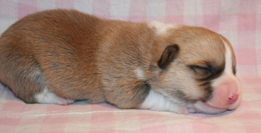 Puppies